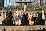 SCOTTISH TERRIER 160